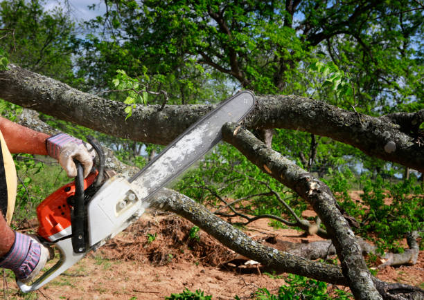 How Our Tree Care Process Works  in  Hot Springs, SD